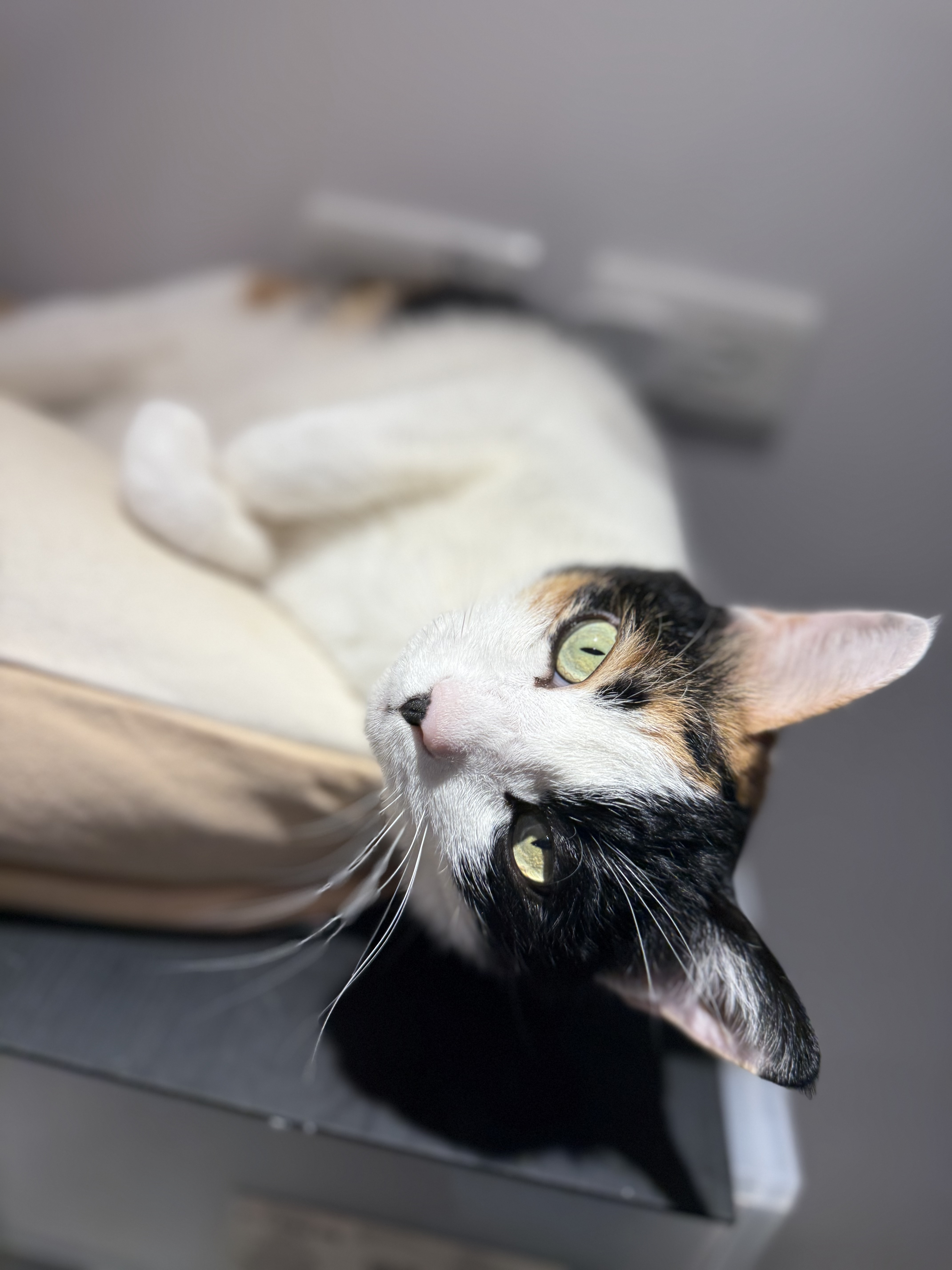 小胖毛，Smallfatmao 工作室的三花貓，品牌靈感來源